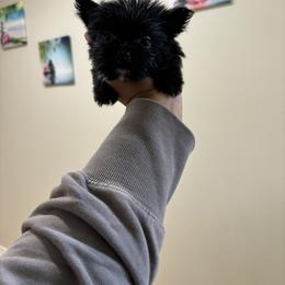 Boy 3 - Parti male Yorkshire Terrier puppy in Mobile, Alabama from Ace of Spades Yorkies