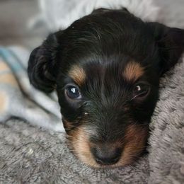 Hazel - Black and tan female Dachshund puppy in Seneca, Missouri from Dogwood Doxies
