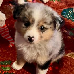 Nessarose - Blue merle female Miniature American Shepherd puppy in Groesbeck, Texas from Epic Miniature American Shepherds