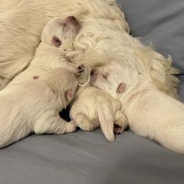West Highland White Terrier Puppies from Sand Dollar Westies of Delaware