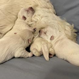 West Highland White Terrier Puppies from Sand Dollar Westies of Delaware