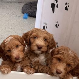 Australian Labradoodles and Labradoodles from Shelly Lynn