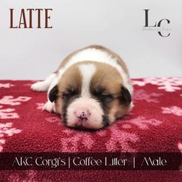 Latte - Red male Pembroke Welsh Corgi puppy in Pine Village, Indiana from NL Horsemanship