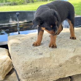 Rottweiler Puppies from Cross Creek Rottweilers