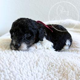 Maroon - Tri-color female Bernedoodle puppy in Rockwall, Texas from Glory Doodles