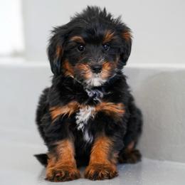 Charles - Tri-color male Bernedoodle puppy in Dundee, Ohio from Down Home Doodle