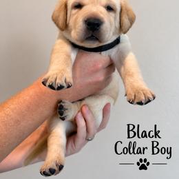 Black Collar Boy - Yellow male Labrador Retriever puppy in Las Vegas, Nevada from Lucky Labrador Retrievers