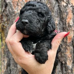 Ginger - Black and white female Aussiedoodle puppy in Clarkston, Washington from Doodle & Poodle Palace