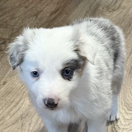 Little Joe - Slate merle male Border Collie puppy in Guffey, Colorado from Sunset Ridge