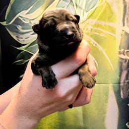 Boy 3 - male German Shepherd puppy in Laguna Niguel, California from Barenstadt Kennels