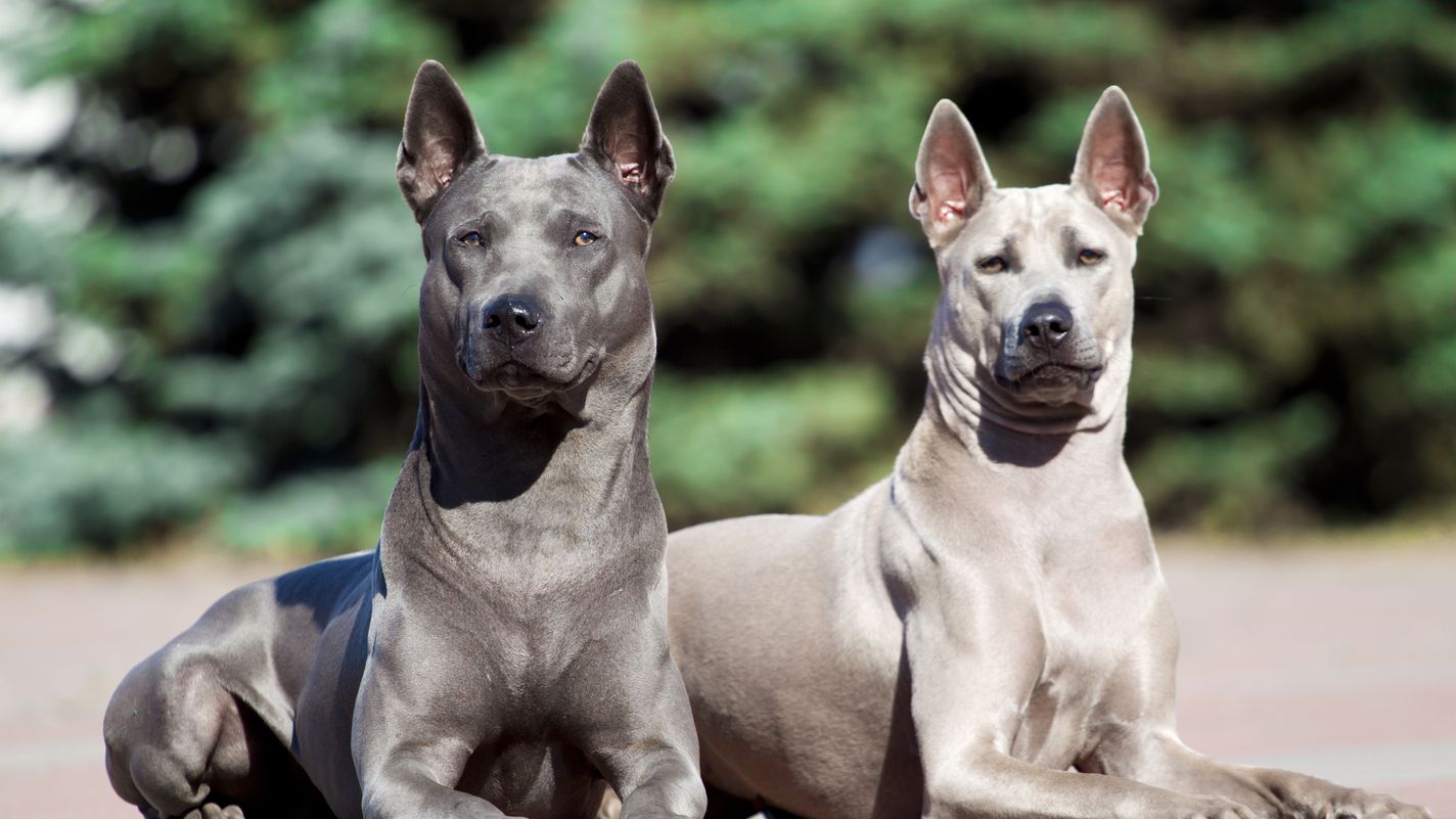 Thai Ridgeback