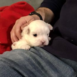 Companion Cross and Havanese Puppies from HannahJoy Hypoallergenic Pups