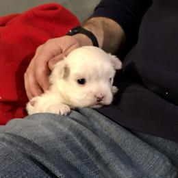 Companion Cross and Havanese Puppies from HannahJoy Hypoallergenic Pups