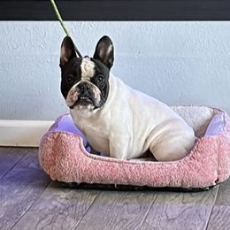 Roulette - French Bulldog