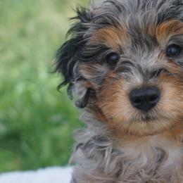 Bernedoodles, Cavalier King Charles Spaniels, and Poodles from Treasure Valley Poodles