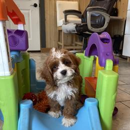 Oscar - Red male Cavapoo puppy in Sugarcreek, Ohio from True Hearted Doodles