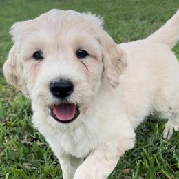 Labradoodles from Poco Doodles