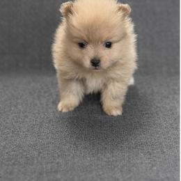 Willie Nelson - Blue merle male Pomeranian puppy in Sandia, Texas from Broken Arrow Poms
