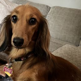 Scarlet - Dachshund