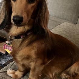 Scarlet - Dachshund