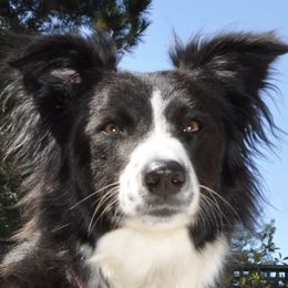 English Shepherds from Annie Lang's English Shepherds