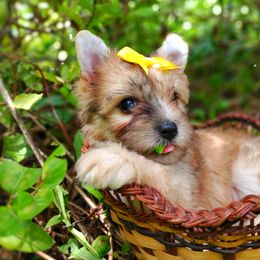 Companion Cross, Havanese, Mal-Shi, Maltese, Maltipoo, Morkie, and Shih Tzu Puppies from Seeking Shalom Acres Maltese, Maltipoos & Havamalts