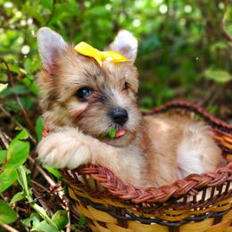 Companion Cross, Havanese, Mal-Shi, Maltese, Maltipoo, Morkie, and Shih Tzu Puppies from Seeking Shalom Acres Maltese, Maltipoos & Havamalts
