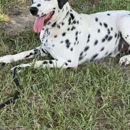 Dalmatians from KPK Dalmatians