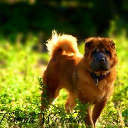 Keiko - Chinese Shar-Pei
