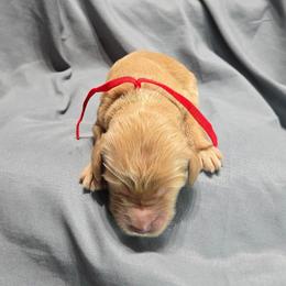 Eddie - Apricot male Goldendoodle puppy in Georgetown, Tennessee from Georgetown designer and purebred puppies