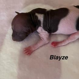 Boy 1 - White and chocolate male American Hairless Terrier puppy in Buckingham, Illinois from Gaus Hof