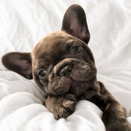 Blue boy - Brindle and white male French Bulldog puppy in Madison, Wisconsin from MadCity Frenchies