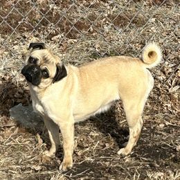 Merkle - Pug