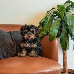 ..R Y E.. ( Teddy bear ) - Tri-color male Yorkipoo puppy in Hooper, Utah from Anchor Dogs