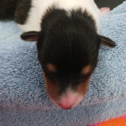 Tri Boy 7 - Black white and tan male Collie puppy in Nunn, Colorado from Kingsgift Collies