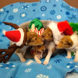 Collie Puppies from Kingsgift Collies