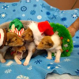 Collie Puppies from Kingsgift Collies