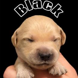 Black Collar - Golden male Golden Retriever puppy in Peoria, Arizona from Westwing Retrievers