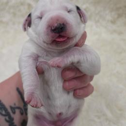Ash (Grey Collar Puppy) - White and black male Dalmatian puppy in Centereach, New York from LINY Dalmatians