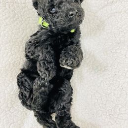 Poodle Puppies from Agape Standard Poodles