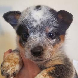 Spotted - Blue speckled female Australian Cattle Dog puppy in Lenoir, North Carolina from Blue Coyote Ranch