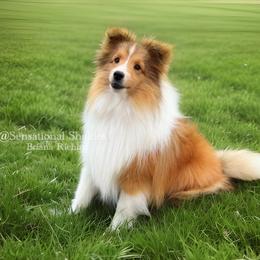 Ryder - Toy Shetland Sheepdog