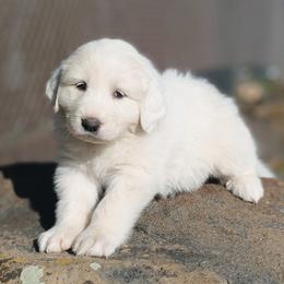 Girl 4 Magenta - White female Great Pyrenees puppy in Yakima, Washington from Naches Heights Ranch