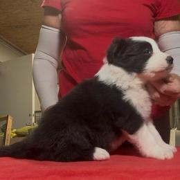 Girl 1 - Black female Border Collie puppy in Farmersville, Texas from Omegamtn Border Collies