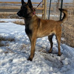 Rocco - Belgian Malinois