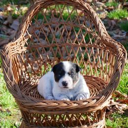 Court - Blue male Australian Cattle Dog puppy in Buffalo Valley, Tennessee from Buffalo Valley Breeders