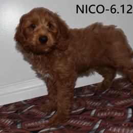 Nico - Red  male Goldendoodle puppy in Jasper, Indiana from Hilltop Pups By Abby, LLC