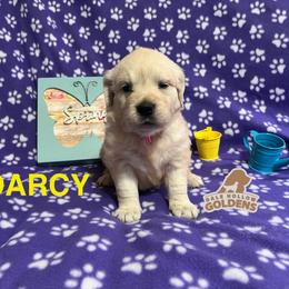 Daisy Mae - Light golden female Golden Retriever puppy in Monroe, Tennessee from Dale Hollow Goldens