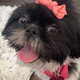 Shih Tzus from Precious Lil Tzus