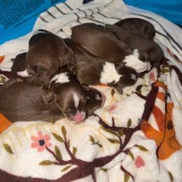 Boy 1 - Red tri-color male Australian Shepherd puppy in Plummer, Idaho from Rebel Aussies/Wild Critter Ranch